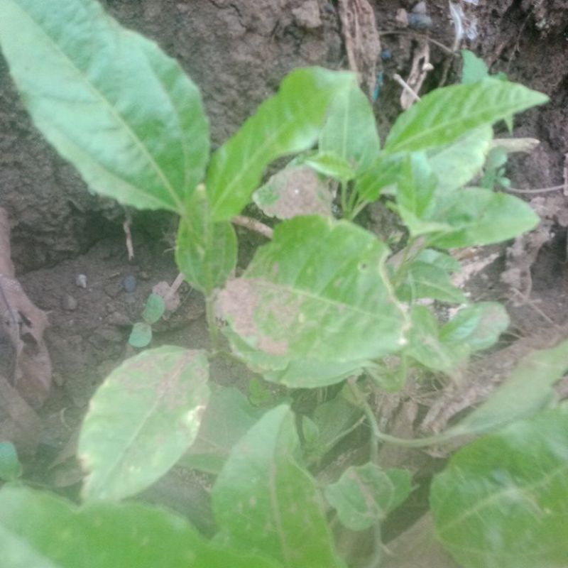 bibit markisa konyal manis merah