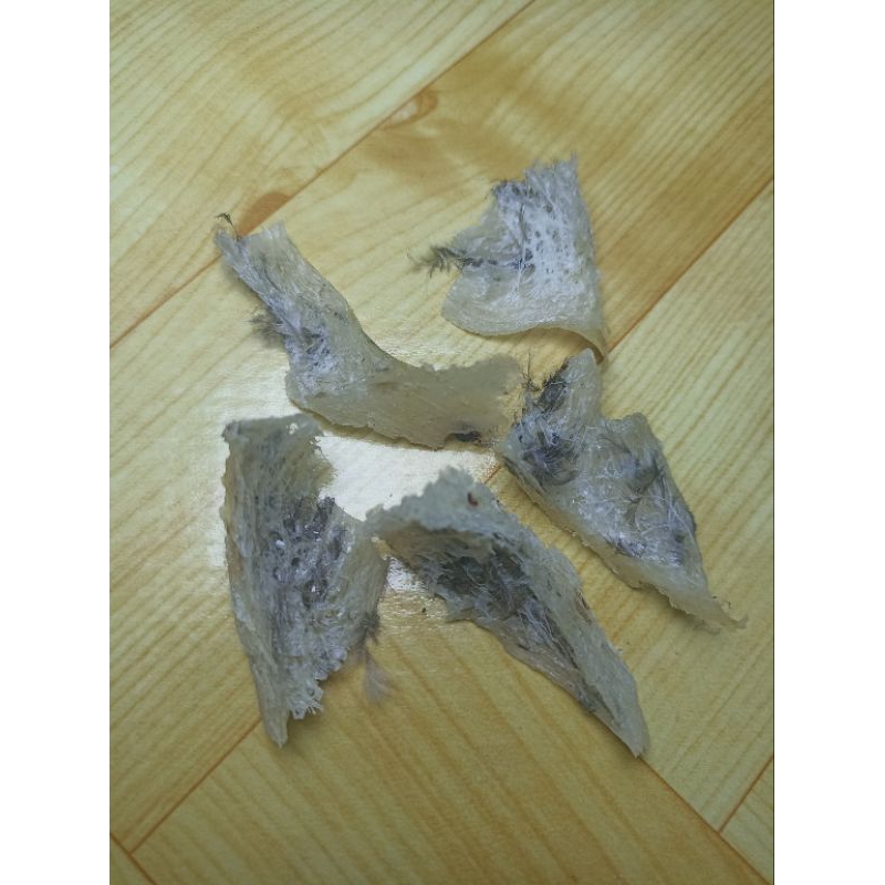 Sarang walet patahan, asli 100%