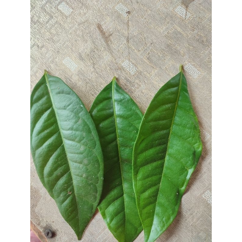 

Daun salam segar/ daun salam fresh/ bumbu masakan/ bumbu aromatik/ tanaman herbal 15lembar