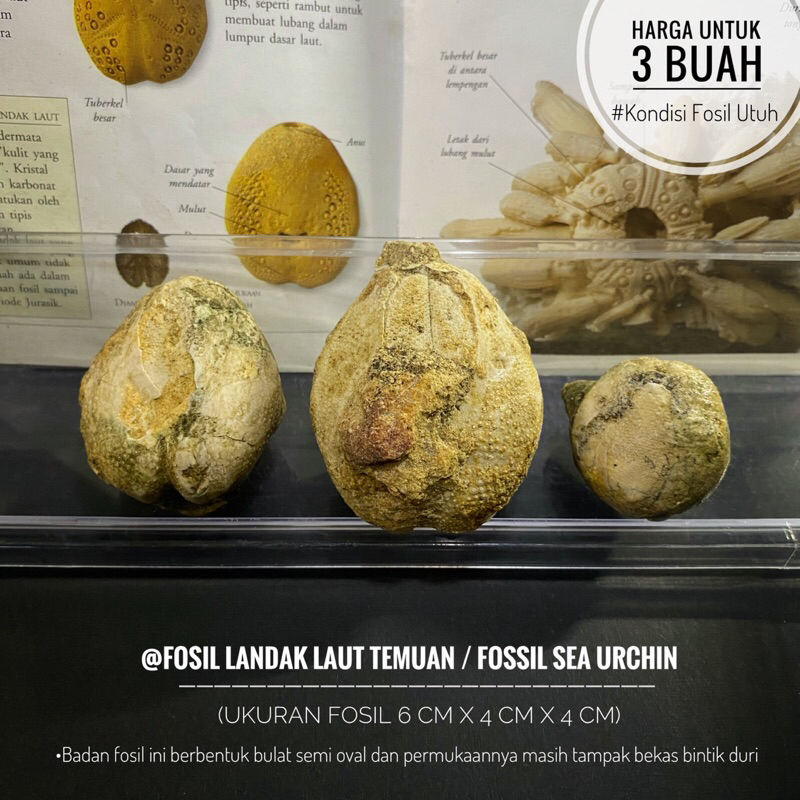 Fosil Landak Laut Purba B2 atau Fossil Sea Urchin atau Fosil Bintang Laut atau Fosil Bulu Babi atau 