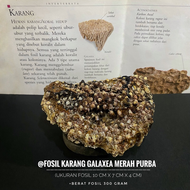 Fosil Coral Galaxea Merah Purba C16 atau Fosil Polip atau Fosil Hewan Laut atau Fosil Temuan atau Fo