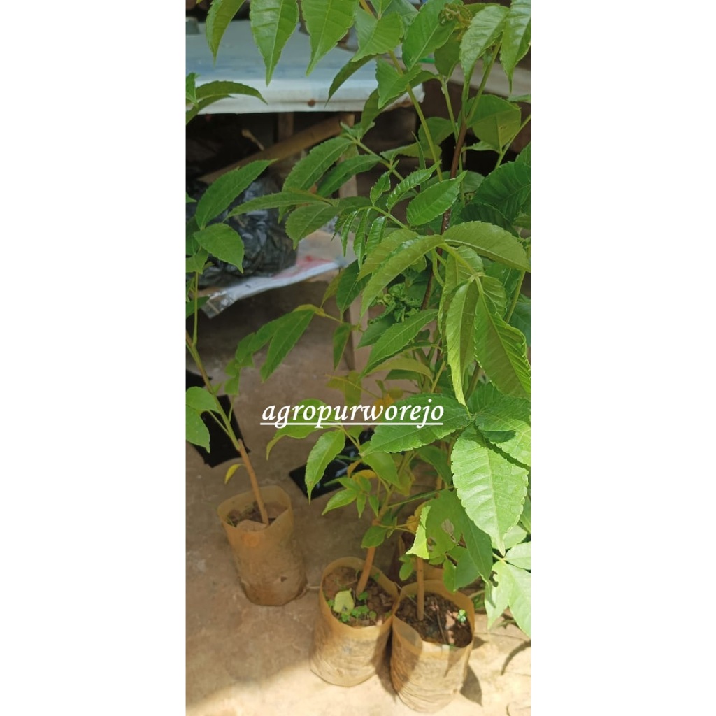 Bibit Tanaman Kedondong Hutan - Kedondong Alas - Mencegah Diabetes