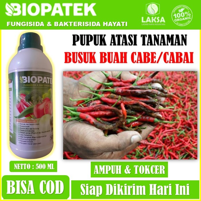 Biopatek fungisida bakterisida hayati Obat Hama busuk Cabe - Obat Penyakit busuk cabe, busuk batang,