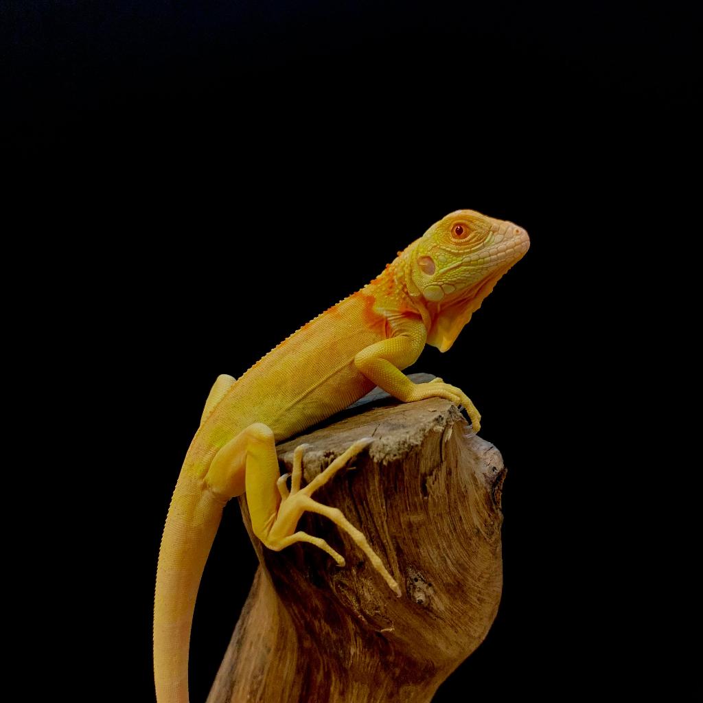 Iguana Red Albino Sehat Jinak Murah Promo Rakus