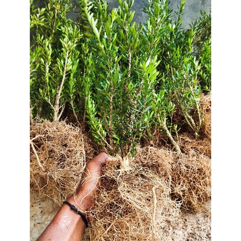 boxsus akar super mantap bahan bonsai 50 ribu dapat 10 pohon boksus
