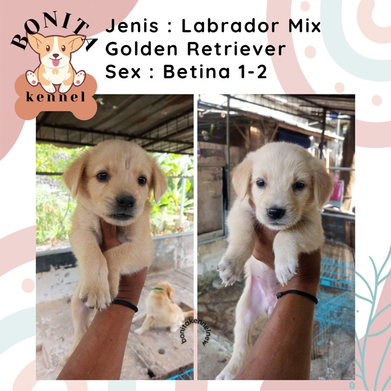 Golden Retriever Mix Labrador Anak Anjing Jantan Betina