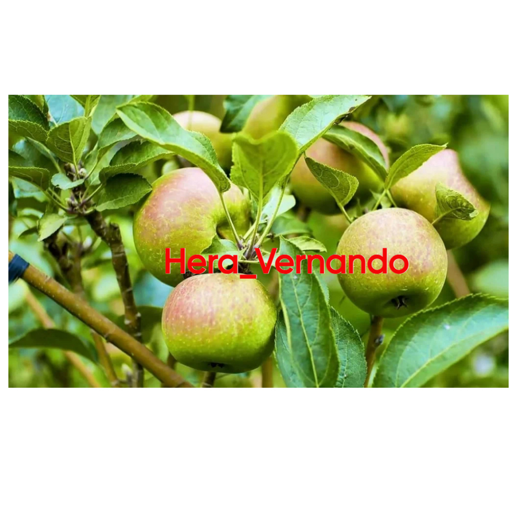 Bibit Apel Anna Siap Berbunga Cangkok Spesial Tambulampot