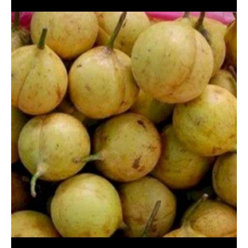 

Ready Buah Pala Muda Segar Fresh 1kg