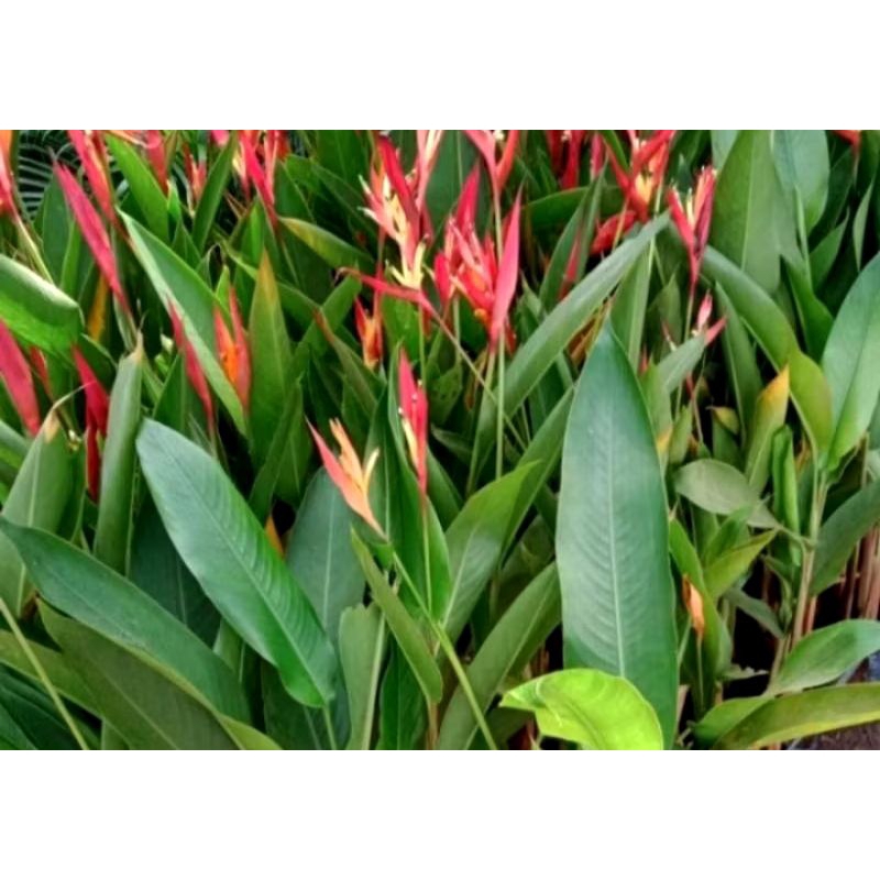 Tanaman hias Pisangan Heliconia / tanaman pisang pisangan Heliconia