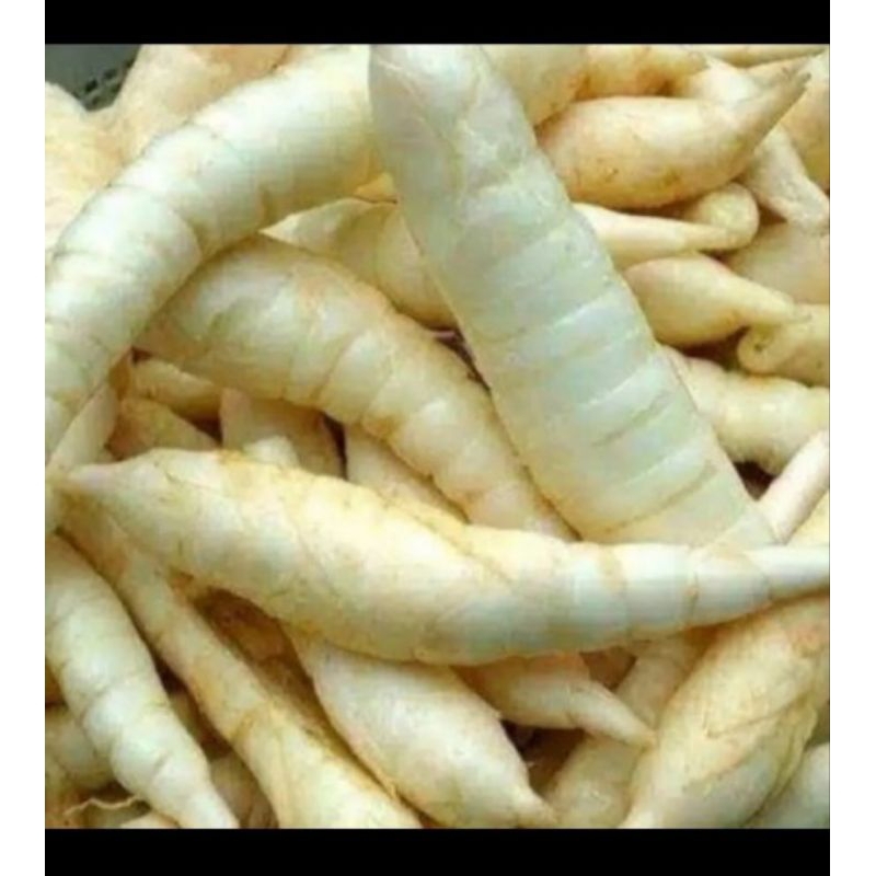 

Terbaru 1kg Umbi Garut Segar Fresh