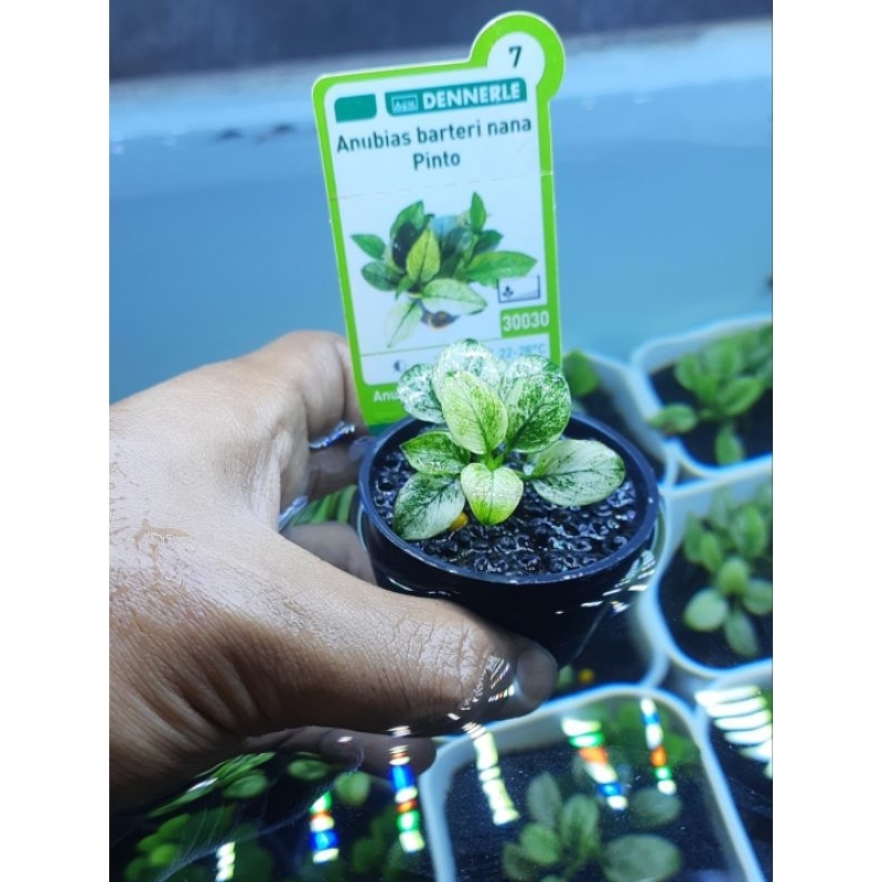 Anubias Pinto Dennerle Sedang.