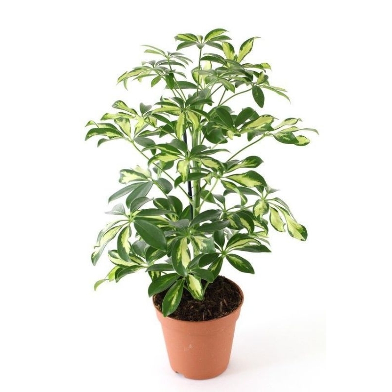 tanaman hias Walisongo variegata - tanaman hias Walisongo