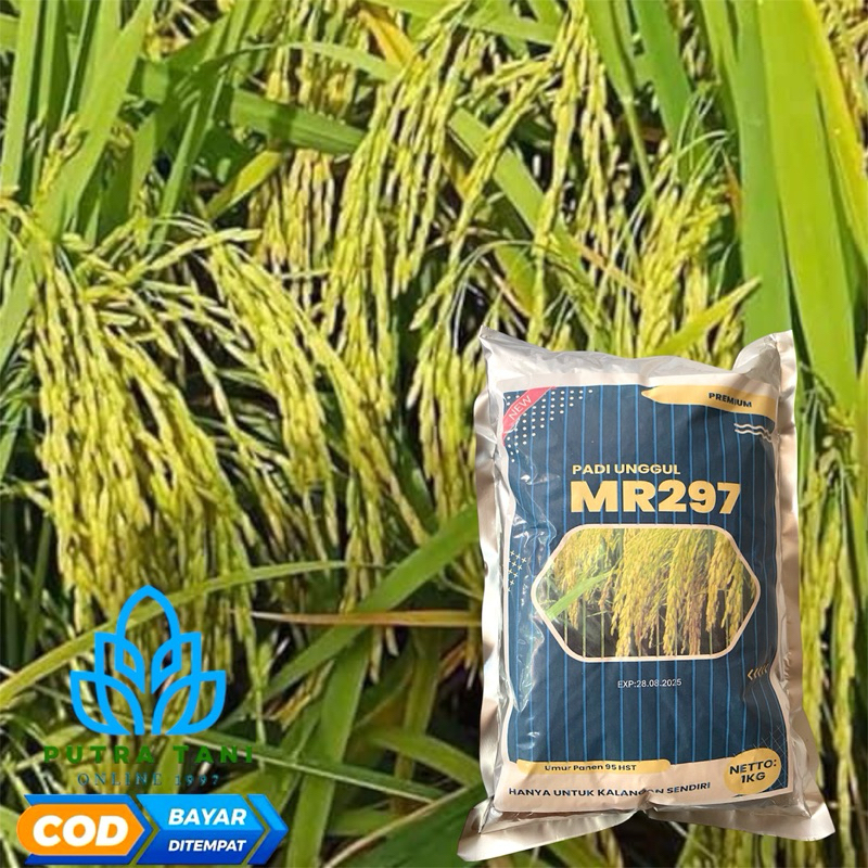 PADI UNGGUL MR297 1KG