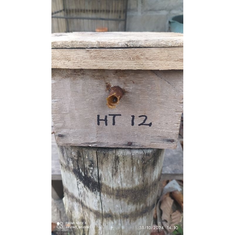 Klanceng itama (real video) kelulut itama super, trigona itama video ada ratunya