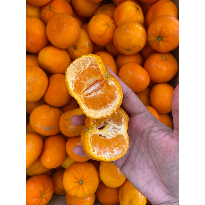 

Jeruk Mandarin afourer