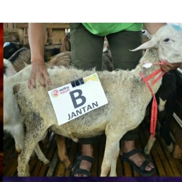 DOMBA TIPE B JANTAN