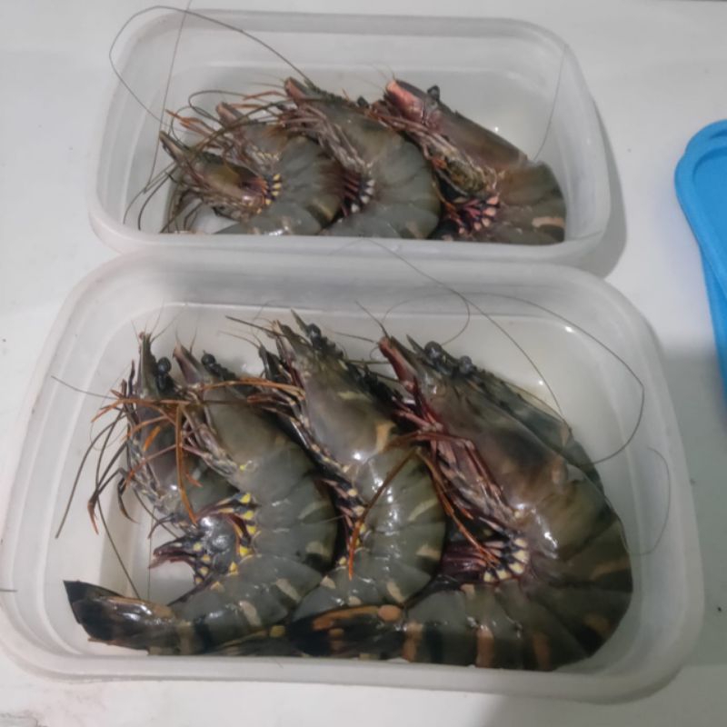 

udang Tiger 1kg Size 12 - 15