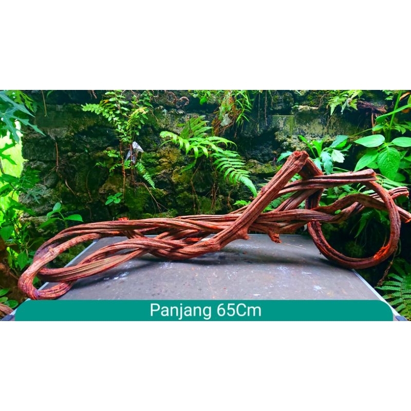 Aquascape Tema Abstrak Kayu Santigi Besar