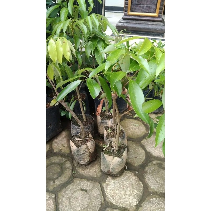 bibit pohon leci merah