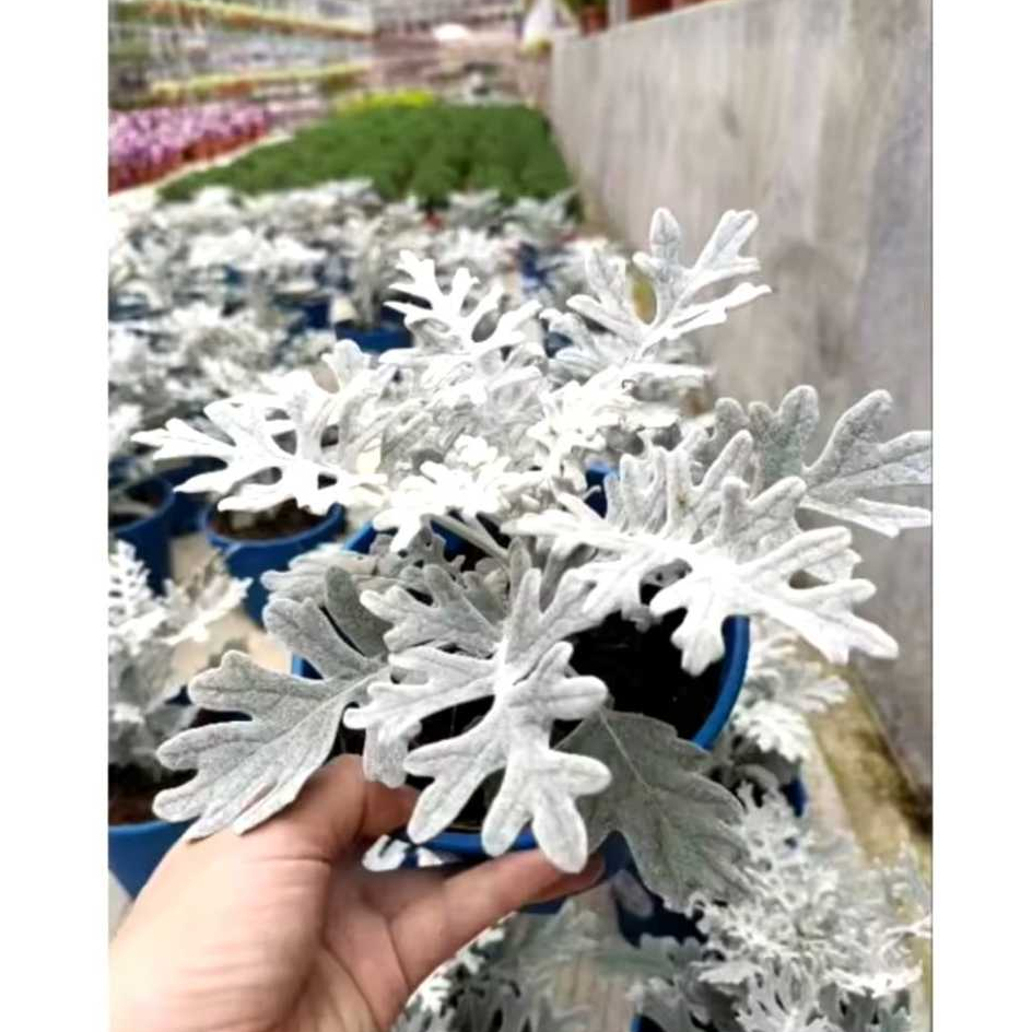 TANAMAN SILVER DUST|TANAMAN HIAS HIDUP DAUN UNIK