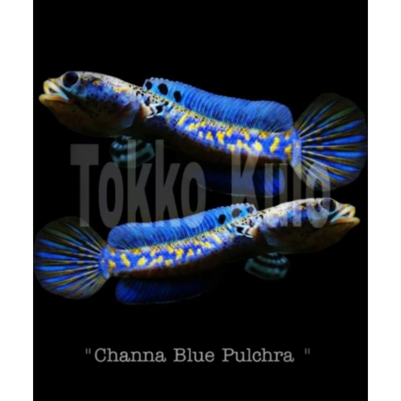 

Stiker Logo Pulchra 5-6cm