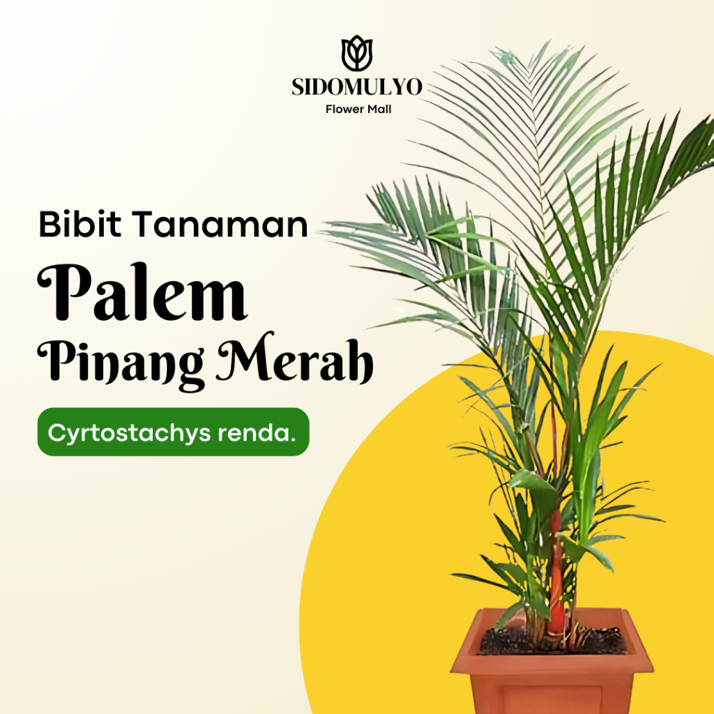 Tanaman Hias Palem Pinang Merah - Pohon Pinang Lipstik Tinggi Bibit 50-100 cm