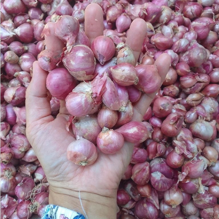 

Bawang Merah Nganjuk Ukuran Sedang