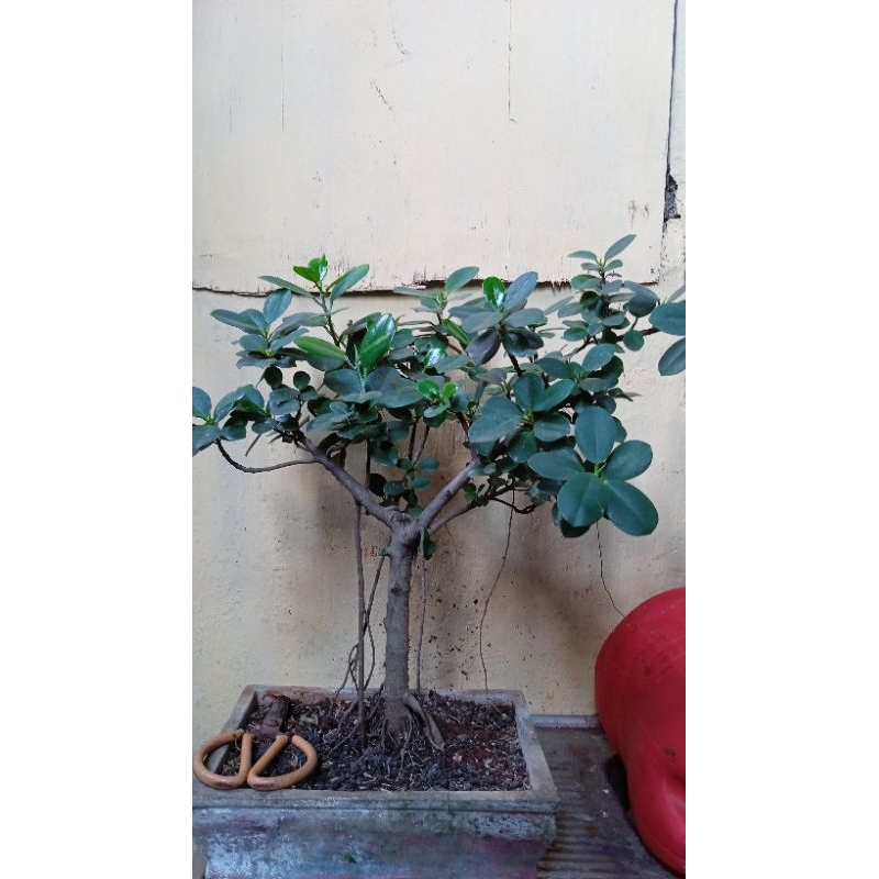 bibit tanaman ficus dolar