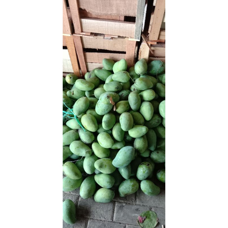 

MANGGA HARUM MANIS INDRAMAYU