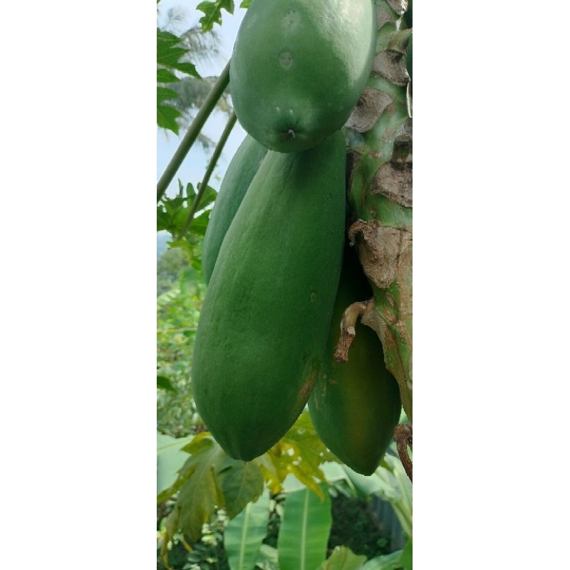 

Buah Pepaya California