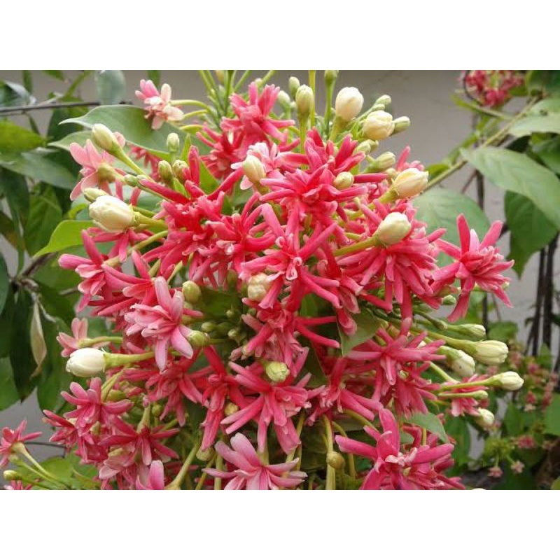 Tanaman hias bunga melati belanda tumpuk