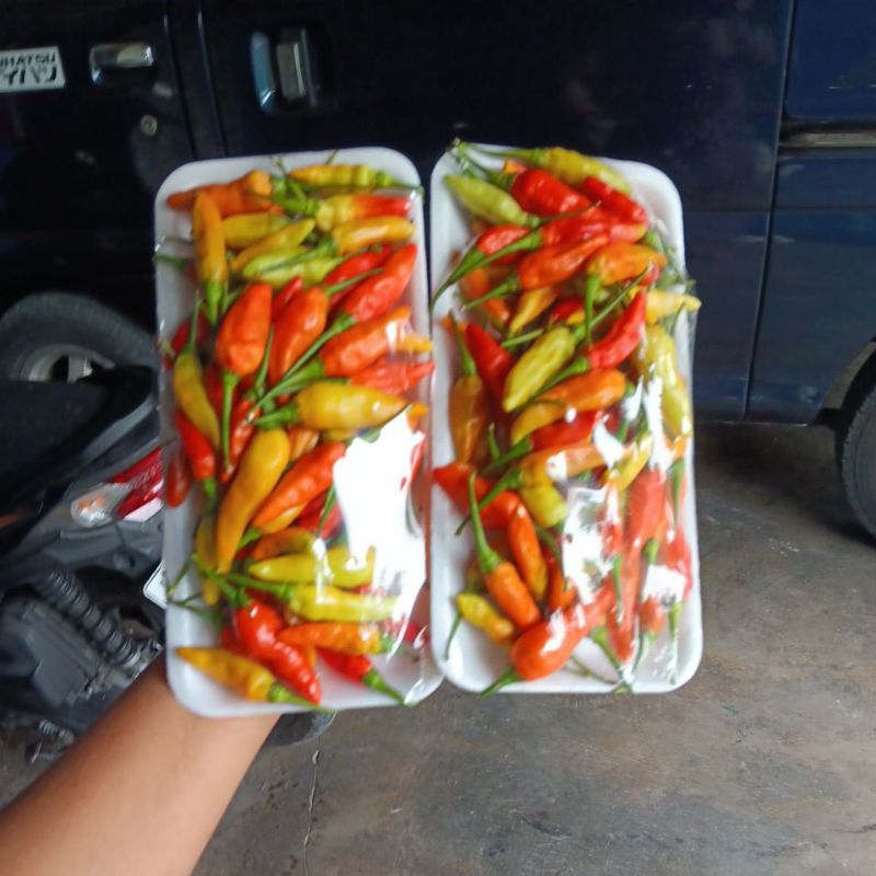 

cabe rawit | cabai rawit