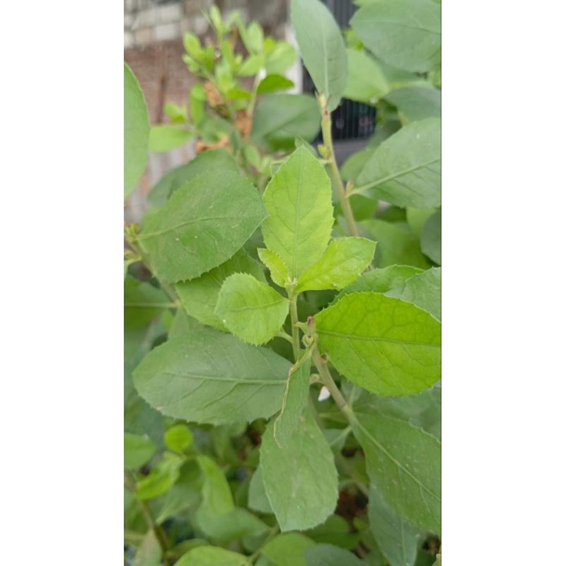 

Lalapan Herbal Daun Beluntas, luntas Daun segar obat herbal