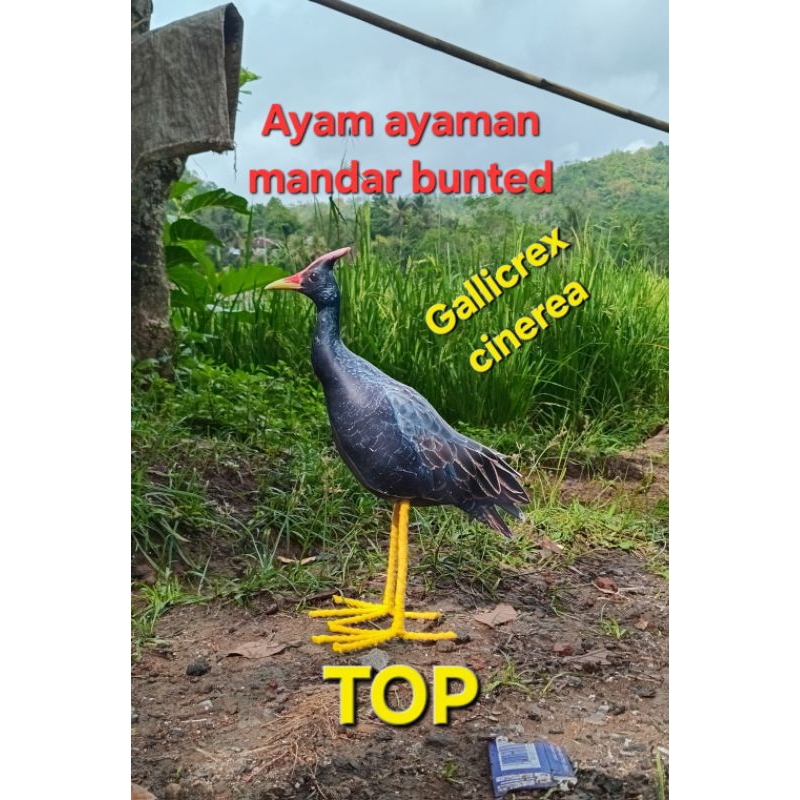 Boneka patung jontrot burung ayam ayaman/mandar bunted
