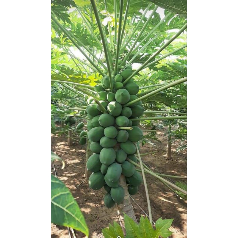 

Buah Pepaya mentah/sayur Segar