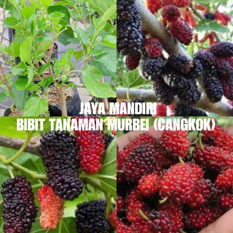 BIBIT MURBEI (BUAH MURBEY) CANGKOK