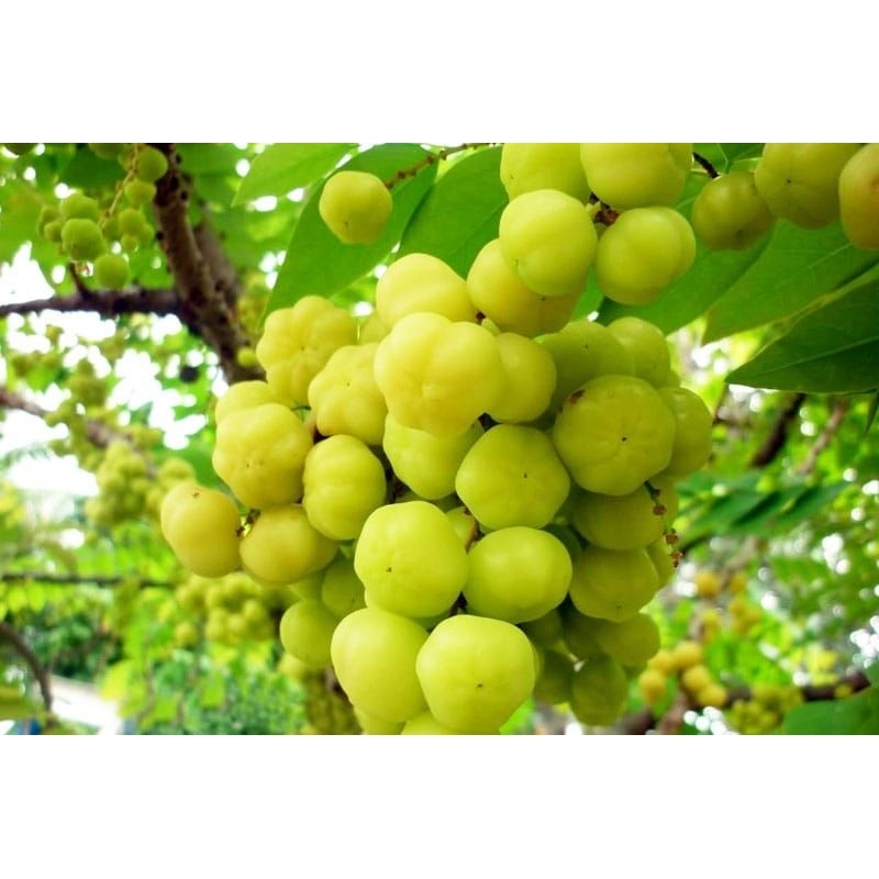 

BUAH CEREMAI SEGAR PER ( 500 GRM) 100%ORIGINAL