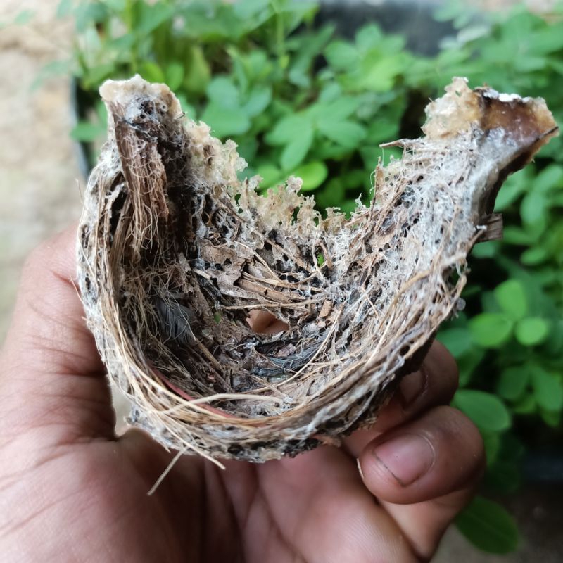 

Sarang Burung Sriti / Bird Nest