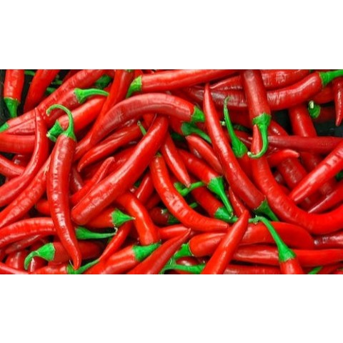 

CABAI FRESH PETANI 1 KG : Cabe Rawit Keriting Hijau Rawit Ori , Merah Besar, Cabai Hijau Besar dll