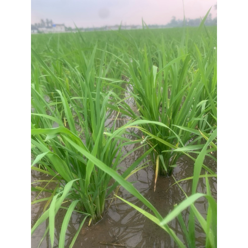 

Beras sari wangi Premium Grade A 1Kg