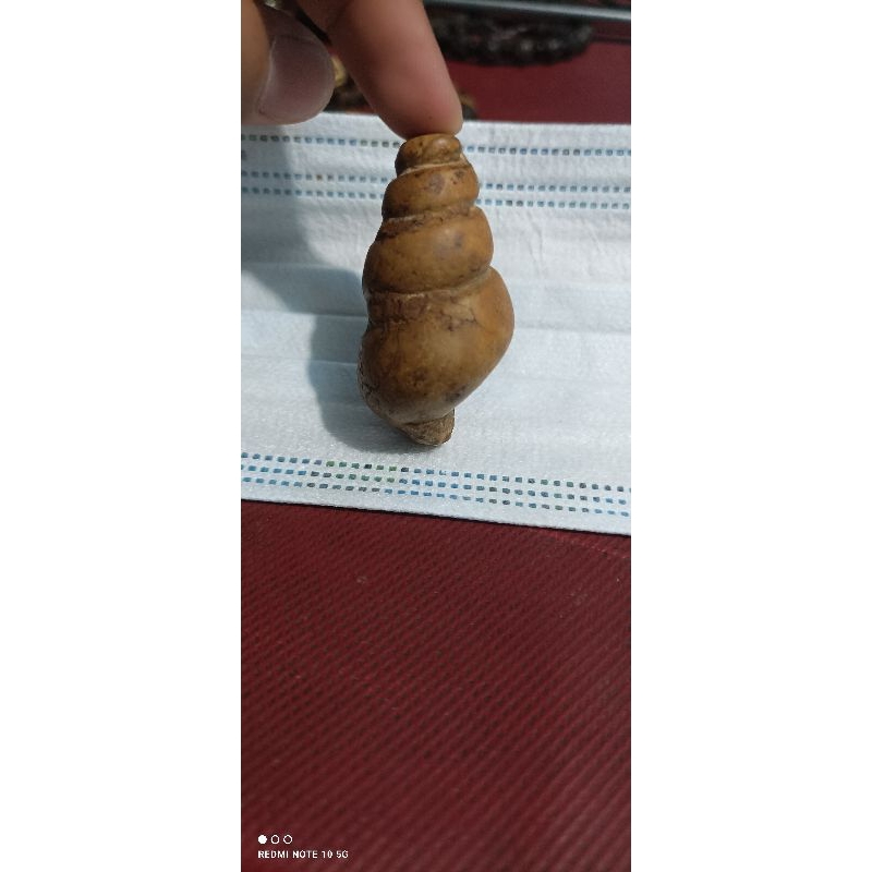 Fosil Keong
