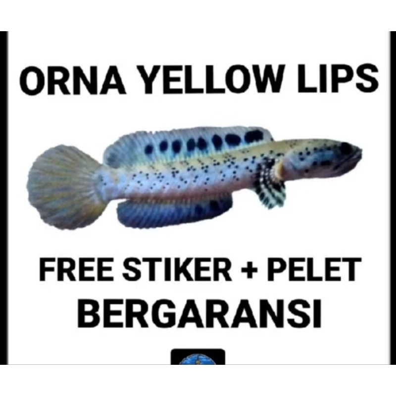 orna yl size 4/5/6 cm full dot bahan berkualitas bagus jos