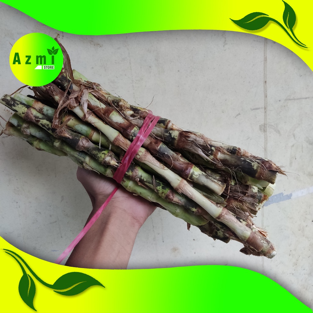 bibit odot buat pakan kambing sapi