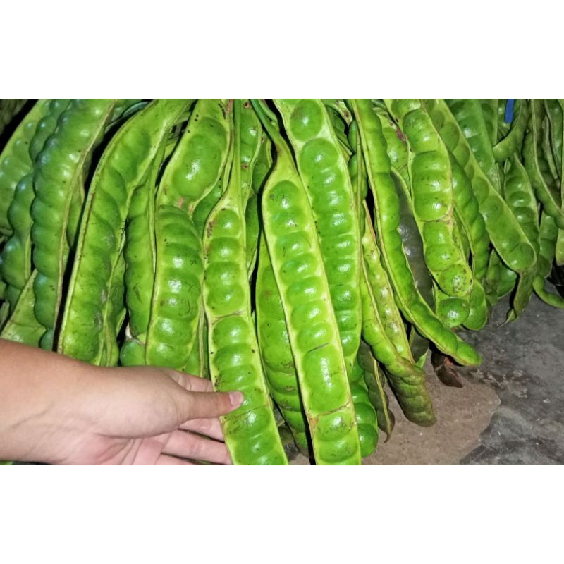 

Petai Pete Tua per 10 papan/lonjor