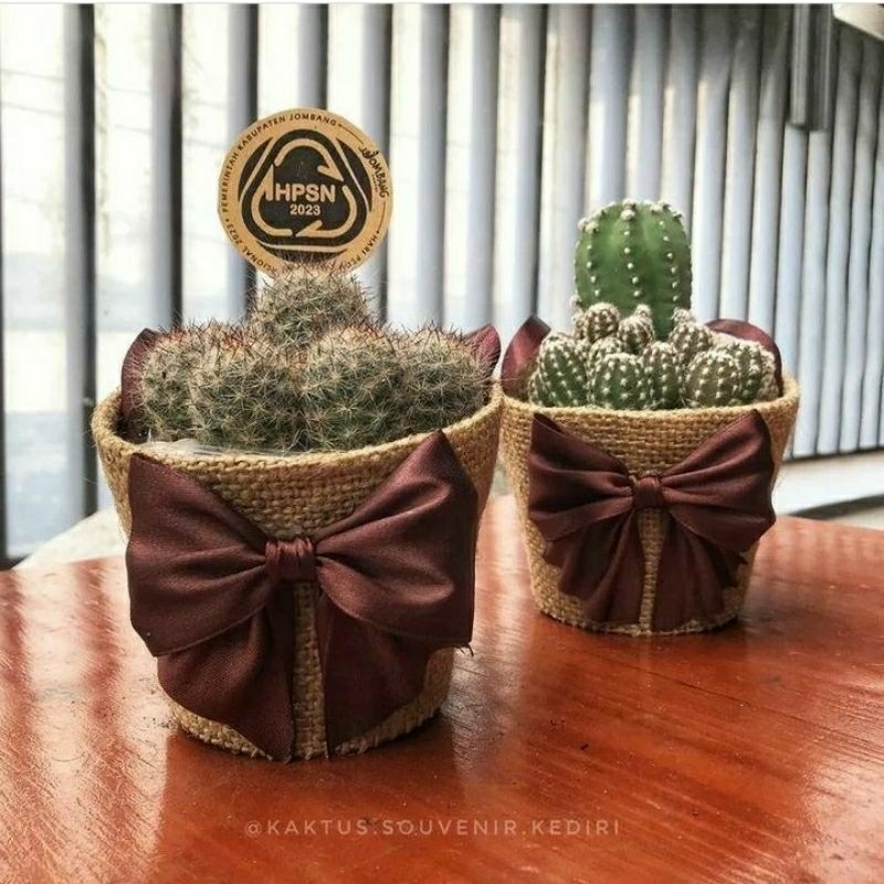 Sample souvenir kaktus sukulen