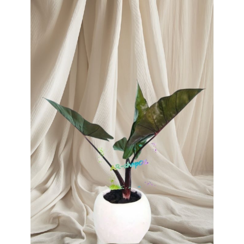 tanaman hias keladi hitam | pohon sente hitam | Lompong hitam asli