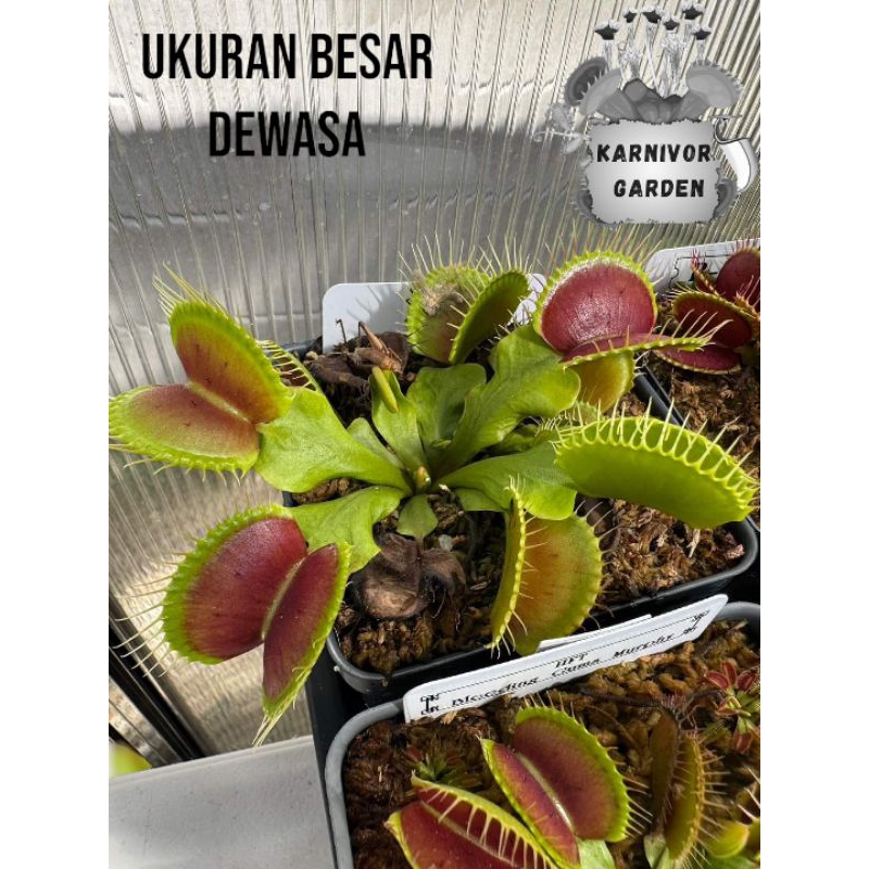 Tanaman karnivora Venus flytrap Besar