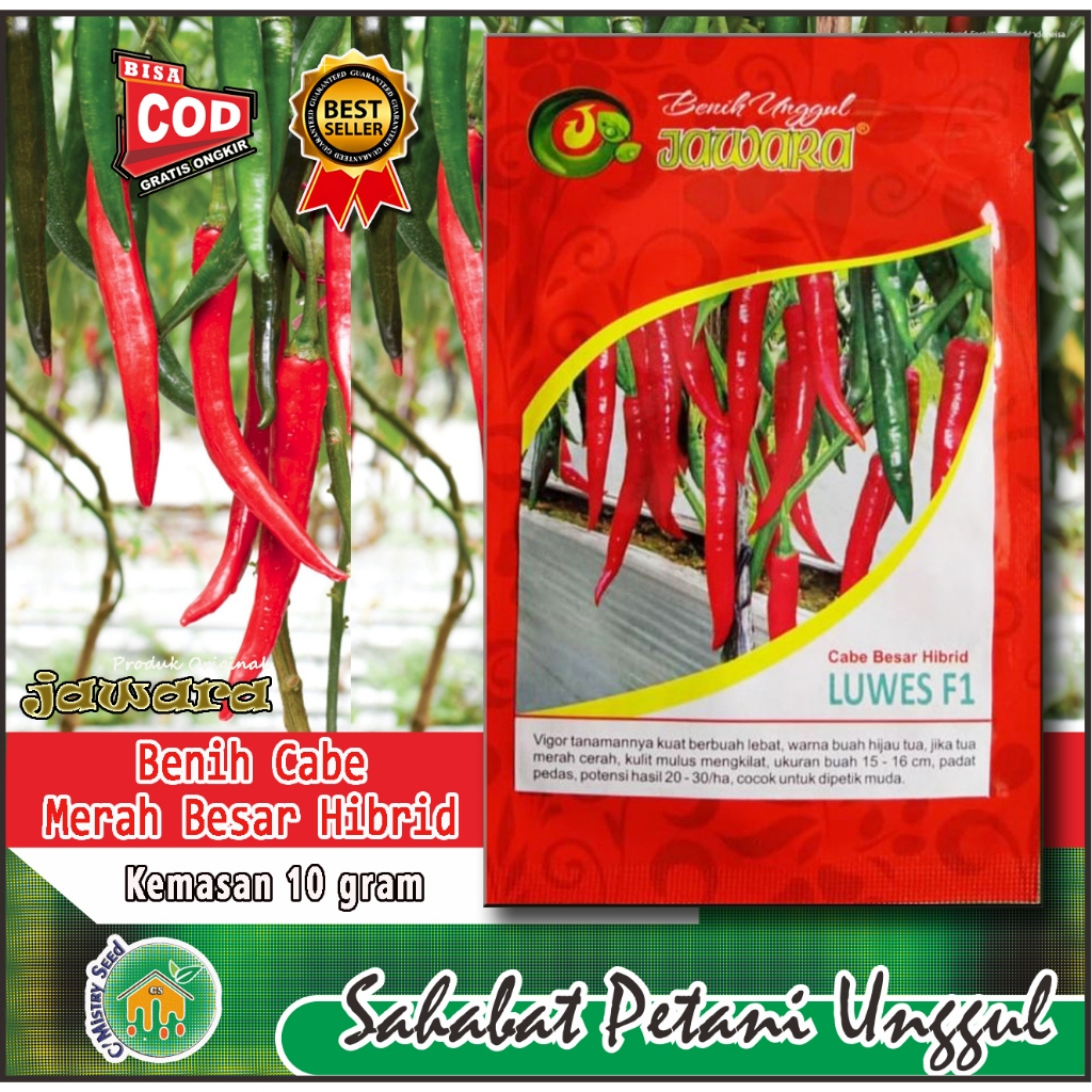 Benih Cabe Besar LUWES F1 JAWARA 10gr | Buah Mulus Mengkilat, Warna Merah Cerah | Benih Asli Kemasan