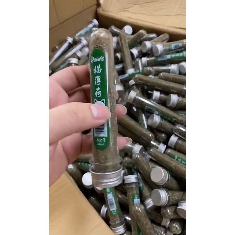 Catnip Kucing Catnip