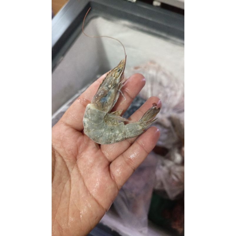 

Udang vaname fresh frozen